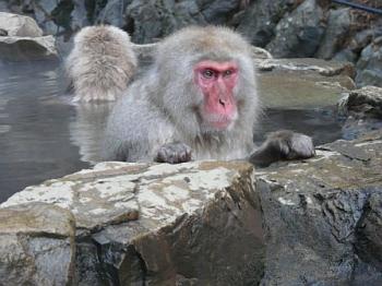 Snow monkeys near Shibu Onsen Snow monkeys near Shibu Onsen